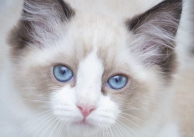 котенок рэгдолл с голубыми глазами