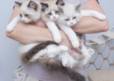 три маленьких котята пароды рэгдолл в руках у хозяйки